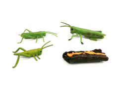 Grasshopper Growth Cycle