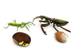 Mantis Growth Cycle toys