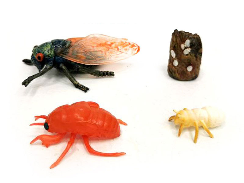Cicada Growth Cycle toys