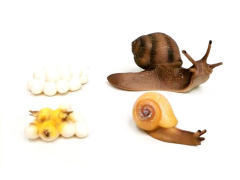 Snail Growth Cycle