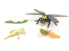 Dragonfly Growth Cycle toys