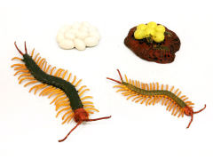 Centipede Growth Cycle