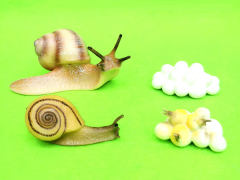 Snail Growth Cycle toys