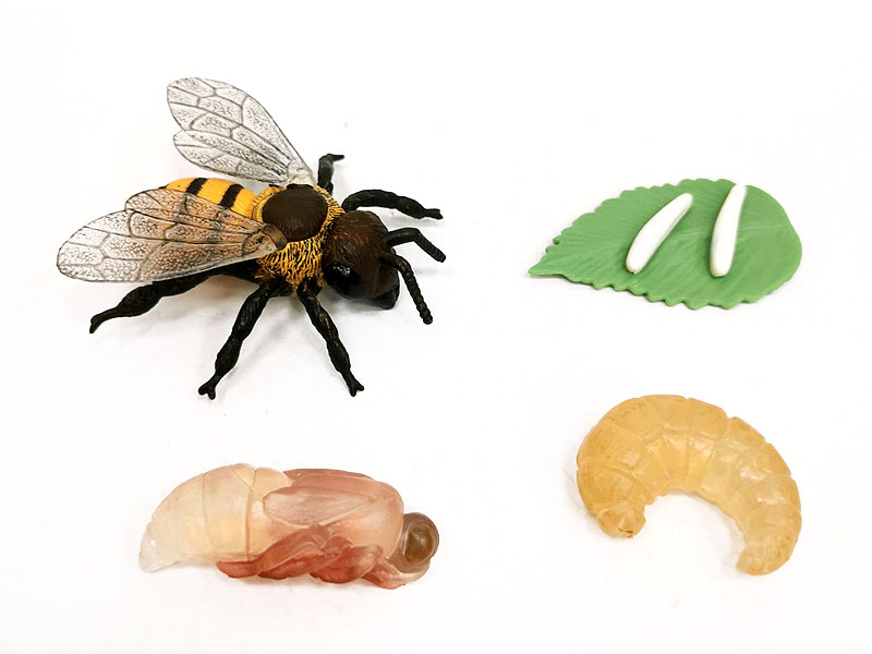 Honeybee Growth Cycle toys