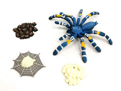 Growth Cycle Of Bird Catching Spider toys