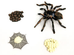 Growth Cycle Of West White Lacquered Spider toys