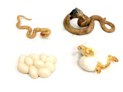 Growth Cycle Of Cobra toys