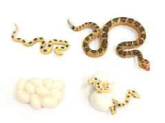 Growth Cycle Of Sand Python toys