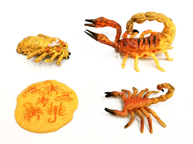 Scorpion Growth Cycle toys