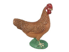 Hen