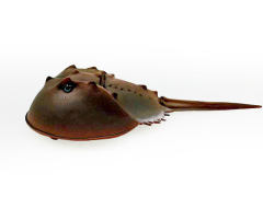 Horseshoe crab toys