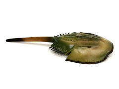 Horseshoe crab toys