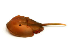 Horseshoe crab