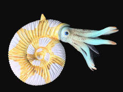 Nautilus toys