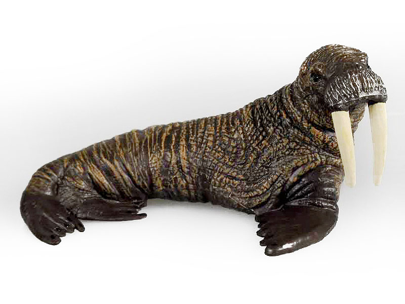 Walrus toys