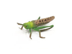 Grasshopper