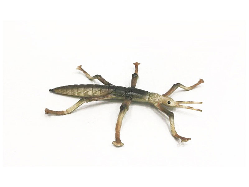 Stick Insect toys