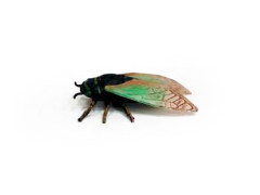 Cicada toys