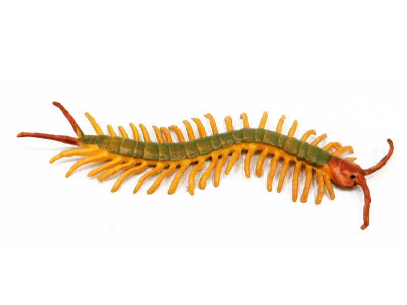 Centipede toys