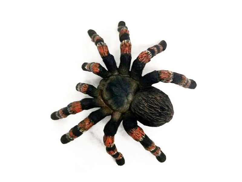 Spider toys