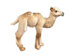 Camel