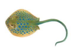 Bluespotted Ribbontail Ray toys