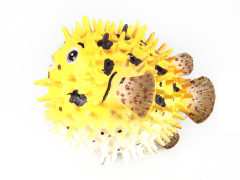 Puffer Fish toys