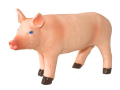 Pig