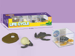 Turtle Life Cycle toys