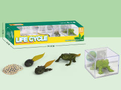 Frog Life Cycle toys