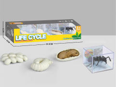 Ant Life Cycle toys