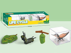 Butterfly Life Cycle toys