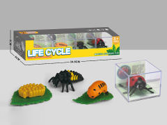 Ladybug Life Cycle toys