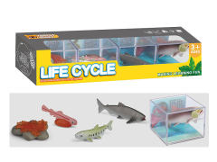 Salmon Life Cycle toys