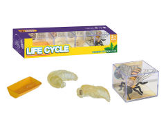 Wasp Life Cycle toys
