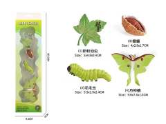 The Growth Cycle Of Moon God Moth toys