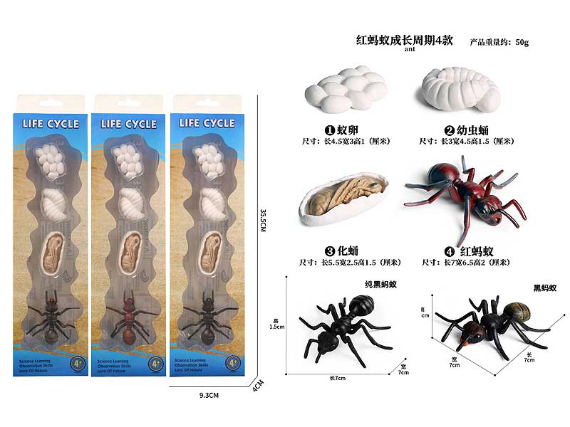 Ant Growth Cycle(3C) toys