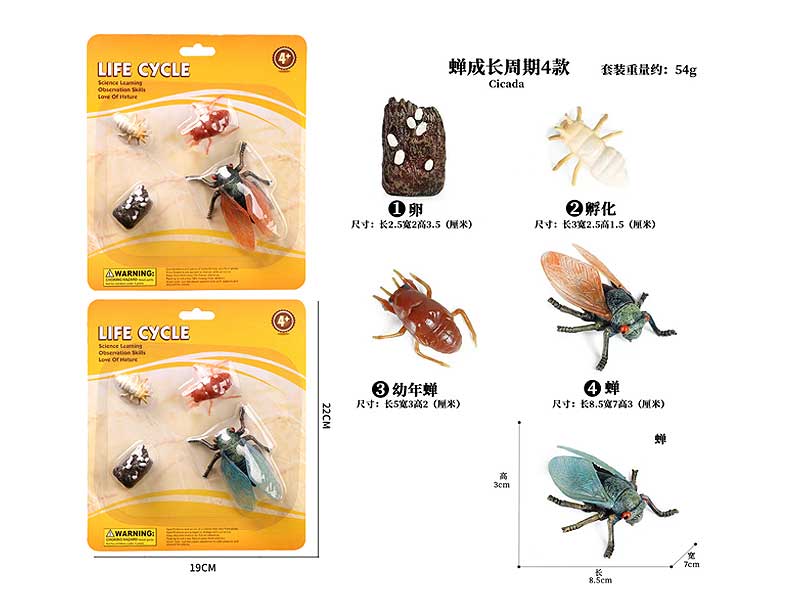 Cicada Growth Cycle(2C) toys