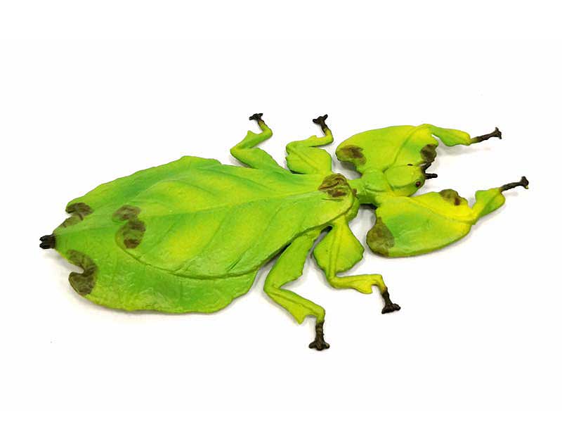 Giant Malaysian Leaf insect toys