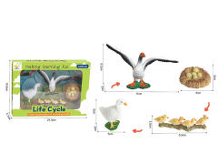 Duck Growth Cycle toys