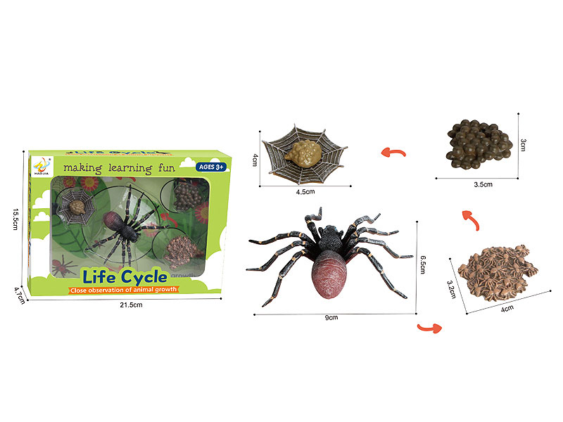 Spider Growth Cycle toys